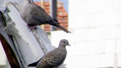 European Turtle Dove