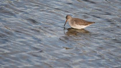 Common Redshank
