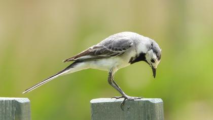 White Wagtail