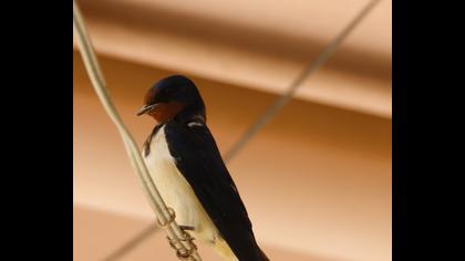 Barn Swallow