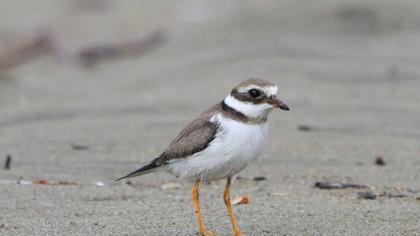Common Ringed Plover