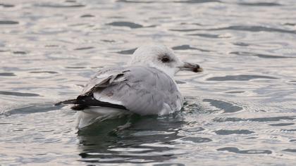 Caspian Gull