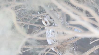 Long-eared Owl