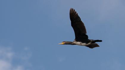 Great Cormorant