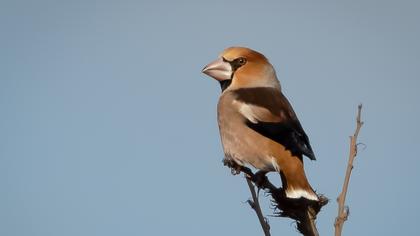 Hawfinch