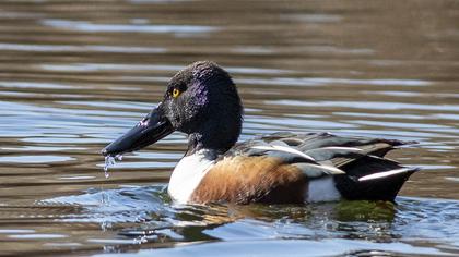 Northern Shoveler