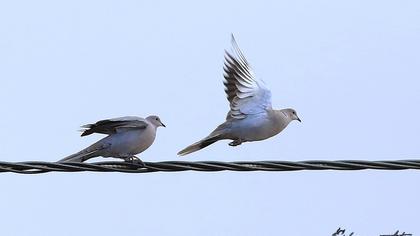 Eurasian Collared Dove