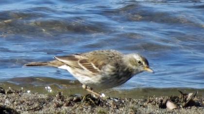 Water Pipit