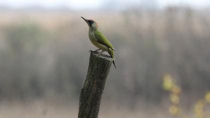 European Green Woodpecker