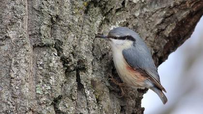 Eurasian Nuthatch