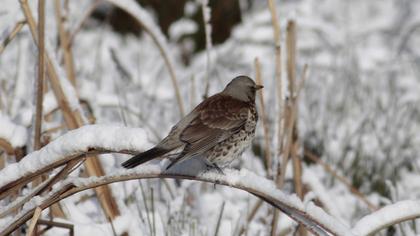 Fieldfare