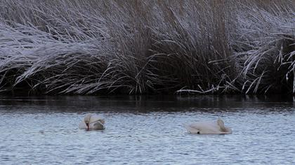 Mute Swan