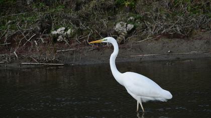 Great Egret