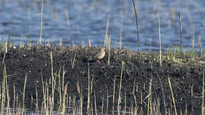 Buff-bellied Pipit