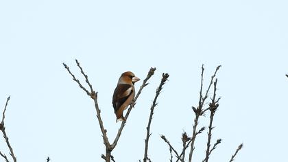 Hawfinch