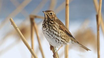 Song Thrush