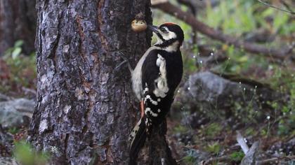 Great Spotted Woodpecker