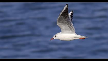 Black-headed Gull