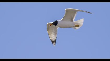 Pallas`s Gull