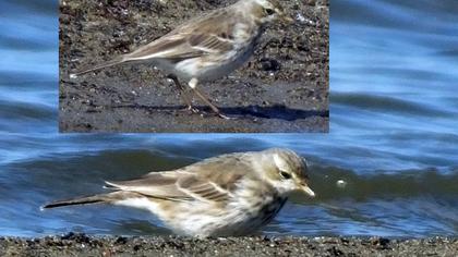 Water Pipit