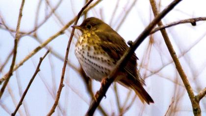 Song Thrush