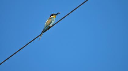 European Bee-eater