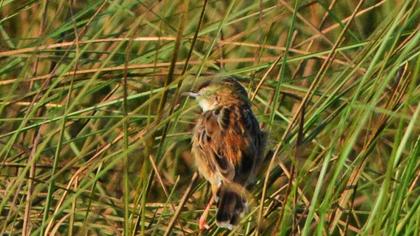Zitting Cisticola