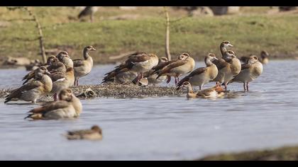 Egyptian Goose