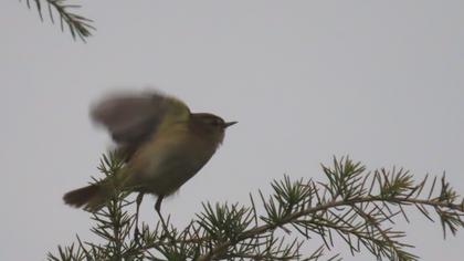 Common Chiffchaff