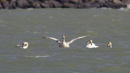 Whooper Swan