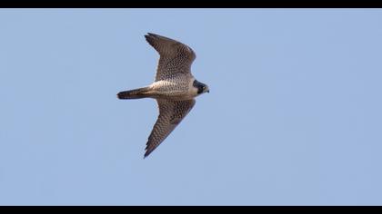 Peregrine Falcon