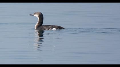 Black-throated Loon