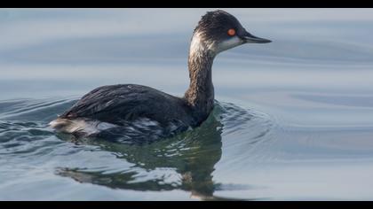 Black-necked Grebe