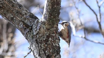 Eurasian Nuthatch