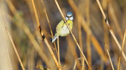Eurasian Blue Tit