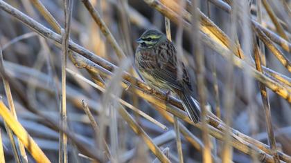 Cirl Bunting