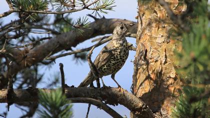 Mistle Thrush
