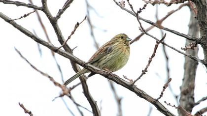 Cirl Bunting