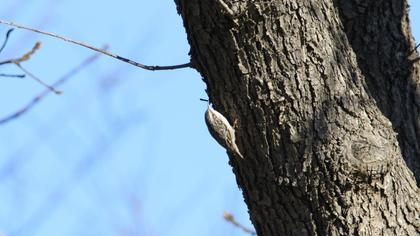 Eurasian Treecreeper