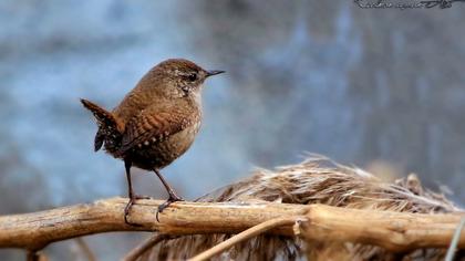 Eurasian Wren