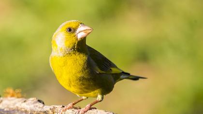European Greenfinch