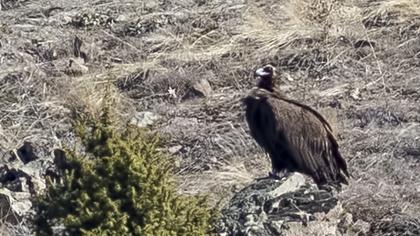 Cinereous Vulture