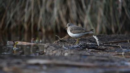 Temminck`s Stint