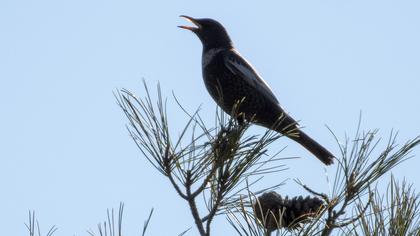 Ring Ouzel