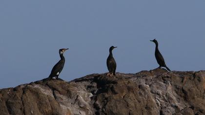 European Shag