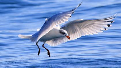 Mediterranean Gull