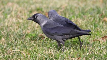 Western Jackdaw