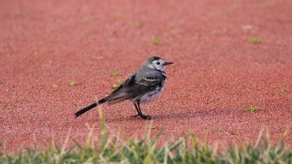 White Wagtail