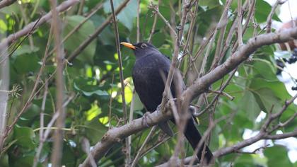 Common Blackbird