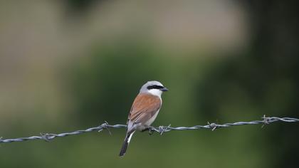 Red-backed Shrike